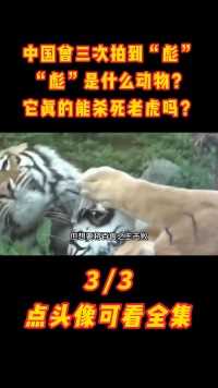 中国曾三次拍到“彪”，“彪”是什么动物？它真的能杀死老虎吗？#彪#老虎#亚洲金猫#保护动物 (3)