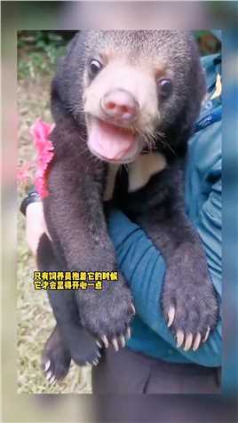动物园里的马来熊宝宝因胆子太小，总被欺负，导致整天抑郁寡欢
