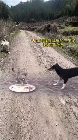 猫不让小狗吃饭#动物世界#神奇动物在这里#动物世界精彩集锦#动物搞笑视频#狗猫