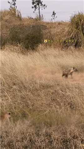 鬣狗一直在找花豹#动物世界#神奇动物在这里#动物世界精彩集锦#鬣狗#花豹