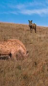 疣猪蓬蓬看着鬣狗#神奇动物在这里#动物世界精彩集锦#动物世界#鬣狗#疣猪