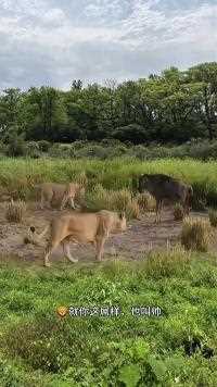 狮子捕猎角马#动物世界#神奇动物在这里#动物世界精彩集锦#狮子#角马
