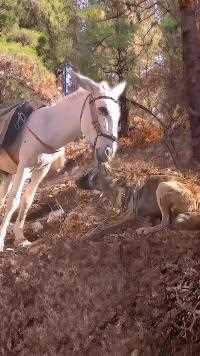 白驴咬着鬣狗#神奇动物在这里#动物世界#动物世界精彩集锦#鬣狗#毛驴