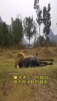 狮子捕猎野牛#动物世界#神奇动物在这里#动物世界精彩集锦#狮子#野牛