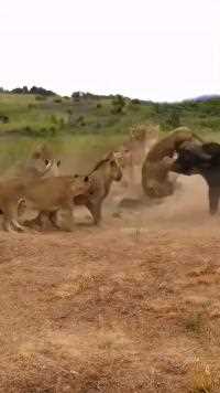勇猛的野牛冲进狮群#神奇动物在这里#动物世界#动物世界精彩集锦#野牛#狮子