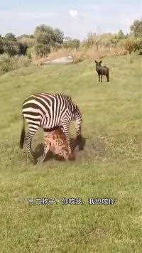 斑马和鬣狗#神奇动物在这里#动物世界#动物世界精彩集锦#斑马#鬣狗