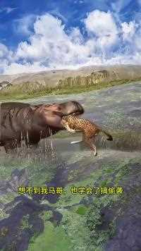 河马偷袭猎豹#神奇动物在这里#动物世界#动物世界精彩集锦#河马#猎豹