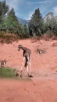 长颈鹿保护小鹿赶走狮子#神奇动物在这里#动物世界#动物世界精彩集锦#长颈鹿#狮子