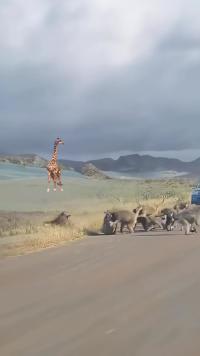 长颈鹿盯着花豹和狒狒#神奇动物在这里#动物世界#动物世界精彩集锦#花豹#长颈鹿