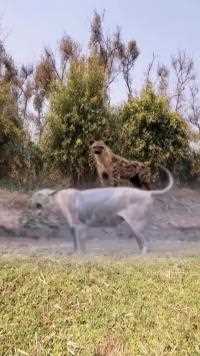 鬣狗盯着狮子#狮子#鬣狗#动物世界#神奇动物在这里#动物世界精彩集锦