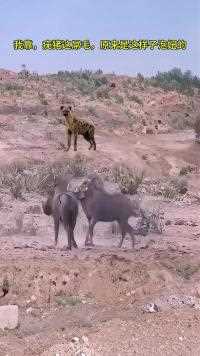 鬣狗盯着疣猪蓬蓬看#动物世界#神奇动物在这里#动物世界精彩集锦#疣猪#鬣狗