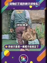 长隆动物园动物们的下班状态简直不要太可爱啦！＃动物#娱乐搞笑#长隆野生动物园