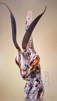这洲锤头螳螂，其头上有两束飘逸的“丝带”，这对触角它们的费洛蒙感知器，可以在夜间探知异信息