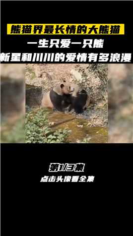 熊猫圈最长情大熊猫，一生只爱一只熊，新星和川川的爱情有多浪漫