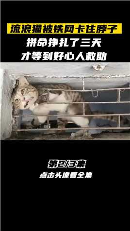 流浪猫被铁网卡住脖子，拼命挣扎了三天，才等到好心人救助！