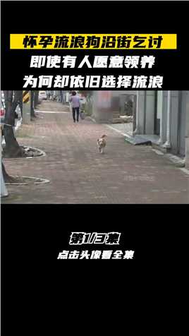 怀孕流浪狗沿街乞讨，即使有人愿意领养，为何却依旧选择流浪