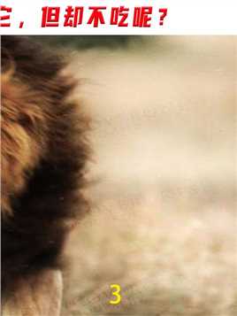 鬣狗经常骚扰狮群，为什么狮子只咬死它，但却不吃呢？#鬣狗#动物#狮子#科普