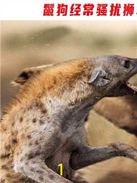 鬣狗经常骚扰狮群，为什么狮子只咬死它，但却不吃呢？#鬣狗#动物#狮子#科普#