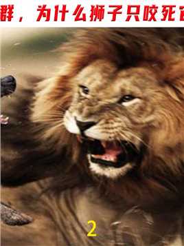 鬣狗经常骚扰狮群，为什么狮子只咬死它，但却不吃呢？#鬣狗#动物#狮子#科普#