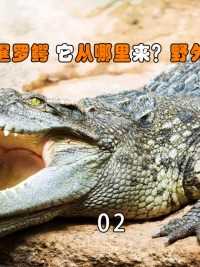 上海黄浦江惊现泰国暹罗鳄，它从哪里来？野外放生的危害有多大？#暹罗鳄#泰国鳄鱼#动物圈