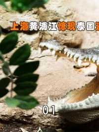 上海黄浦江惊现泰国暹罗鳄，它从哪里来？野外放生的危害有多大？#暹罗鳄#泰国鳄鱼#动物圈