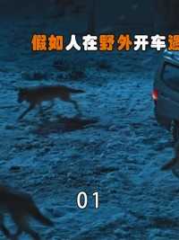 假如人在野外开车遇到了狼群，躲在车里安全吗？人该如何逃生？#狼群#动物圈