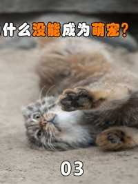 颜值爆表，有“猫中鳌拜“之称的兔狲，为什么没能成为萌宠？#兔狲#猫科动物#动物知识