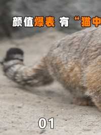 颜值爆表，有“猫中鳌拜“之称的兔狲，为什么没能成为萌宠？#兔狲#猫科动物#动物知识