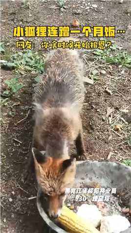 黑龙江林区小狐狸不怕人，连续蹭饭一个月！林区瞭望塔守林人每天投喂。