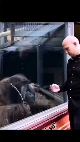 黑猩猩模仿人类变魔术