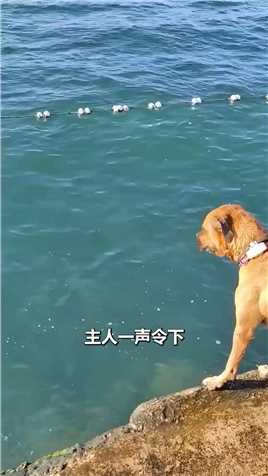 宠物狗跳海找石头#宠物狗