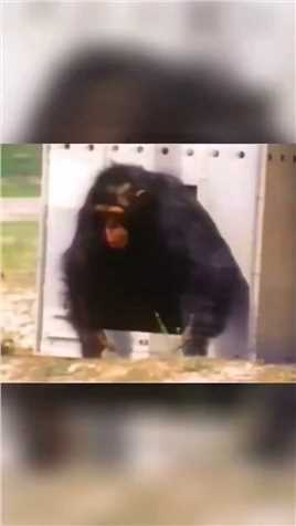 黑猩猩被科学家抛弃了
