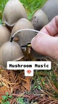 蘑菇也有属于自己的语言