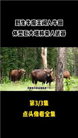 野生牛魔王闯入牛圈，牛角巨大体重超2000斤，堪称杀人武器白肢野牛野生动物事件 (3)
