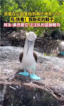 游客在公园里拍到两只神奇小鸟，鸟：快看！这是我新买的鞋子。网友：果然是它！汪汪队的