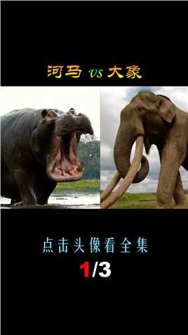 河马vs大象，当鳄鱼杀手遇到老虎克星，谁才是非洲第2强战力呢？河马大象 (1)