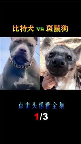 比特犬vs斑鬣狗，当老虎克星遇到肛肠科主任，谁会笑到最后呢？比特犬斑鬣狗 (1)