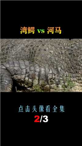 湾鳄vs河马，当尖嘴兽遇到大嘴怪，谁会笑到最后呢？湾鳄河马 (2)