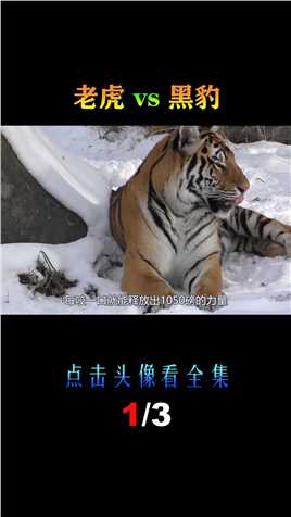 老虎vs黑豹，当猫科二弟遇到变异战士，谁会笑到最后呢？老虎黑豹 (1)
