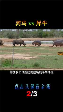 河马vs犀牛，当大嘴怪遇到独角兽，谁会笑到最后呢？河马犀牛 (2)