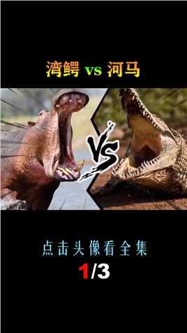 湾鳄vs河马，当尖嘴兽遇到大嘴怪，谁会笑到最后呢？湾鳄河马 (1)