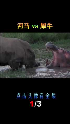 河马vs犀牛，当大嘴怪遇到独角兽，谁会笑到最后呢？河马犀牛 (1)