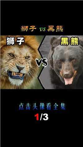 狮子vs黑熊，当猫科一哥遇到熊科三弟，谁会笑到最后呢？狮子黑熊野生动物 (1)