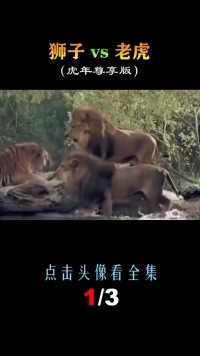 老虎vs狮子，究竟谁才是真正的兽中之王？狮子老虎 (1)