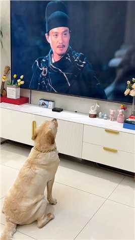狗：我看个电视招惹谁了？ #国际小狗日


