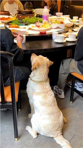 你知道吃席带狗意味着什么嘛 #可爱狗


