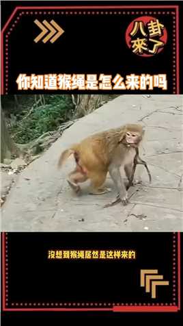 太可怕了，你知道猴绳的故事吗猴子成精
