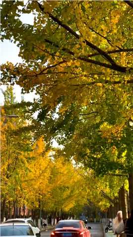原来咱们嘉兴也可以这么美，深秋时节的三塔路 银杏叶终于黄了，快带上你爱的人去赏景拍照吧～ #骑车看风景 #银杏叶 #川崎姐姐 #女骑 #杜卡迪