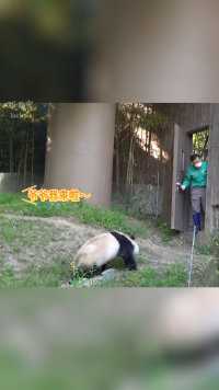 爷爷太可爱了，拿竹竿钓熊猫，福宝也很配合的上钩了