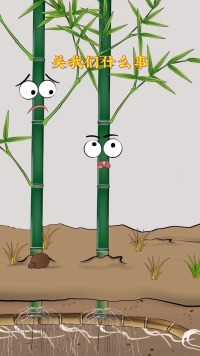 你知道竹沥水怎么获取吗？